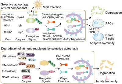 Targeting Selective Autophagy as a Therapeutic Strategy for Viral Infectious Diseases